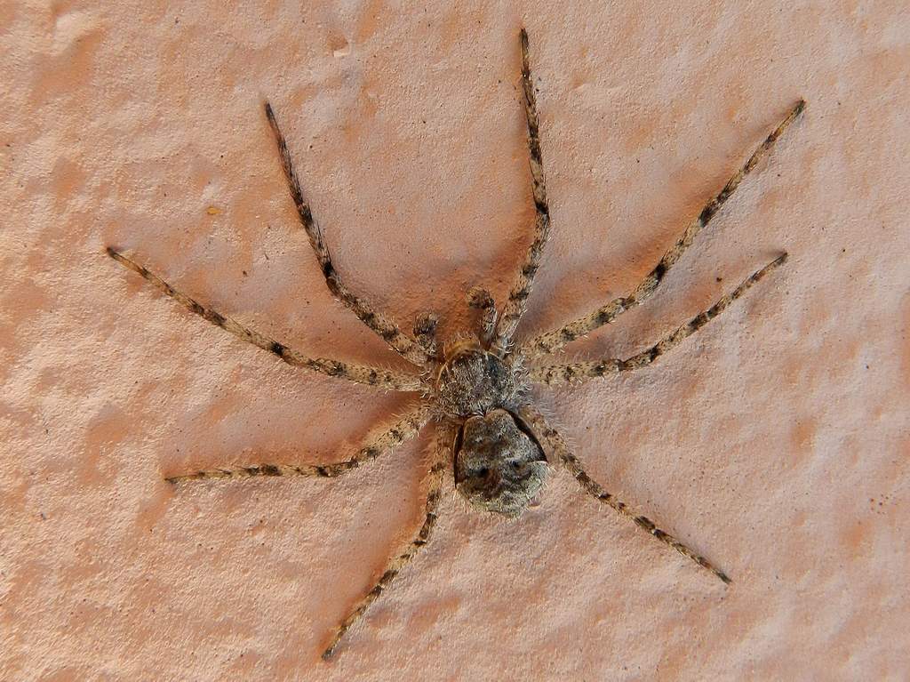 Philodromus cfr. margaritatus - Venezia Lido